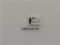 藏品(高砂黑花天牛)的圖片